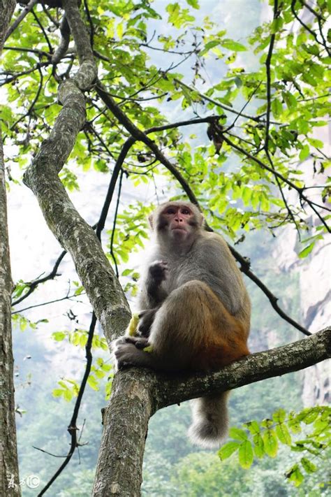 涵五行 1980年出生的屬猴人的 一生
